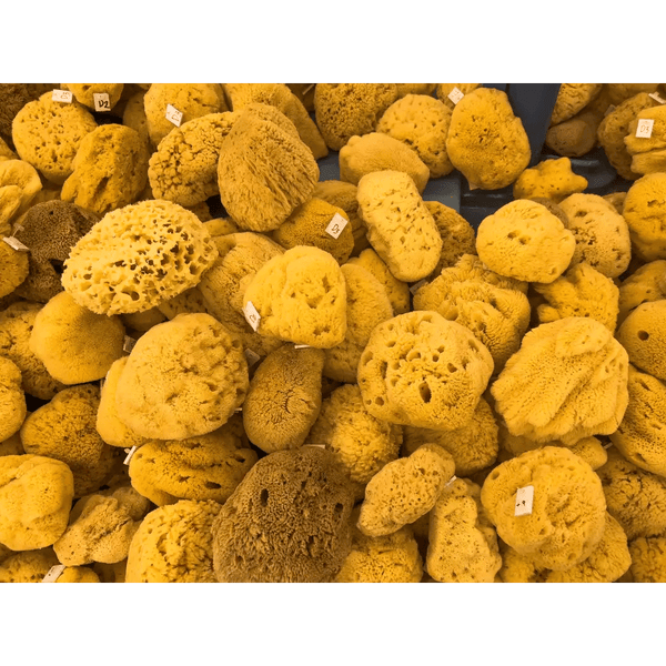 {{product_title}} – Natural {{product_type}} for Healthy {{target_area}} | Bee Nature's Essence