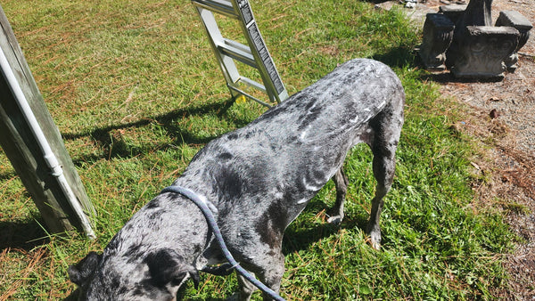 {{product_title}} – Natural {{product_type}} for Healthy {{target_area}} | Bee Nature's Essence