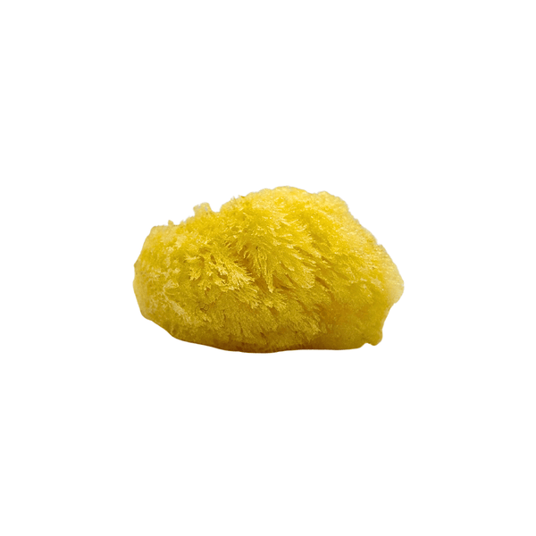 Dead Sea Sponge – Natural Exfoliation for Glowing, Healthy Skin